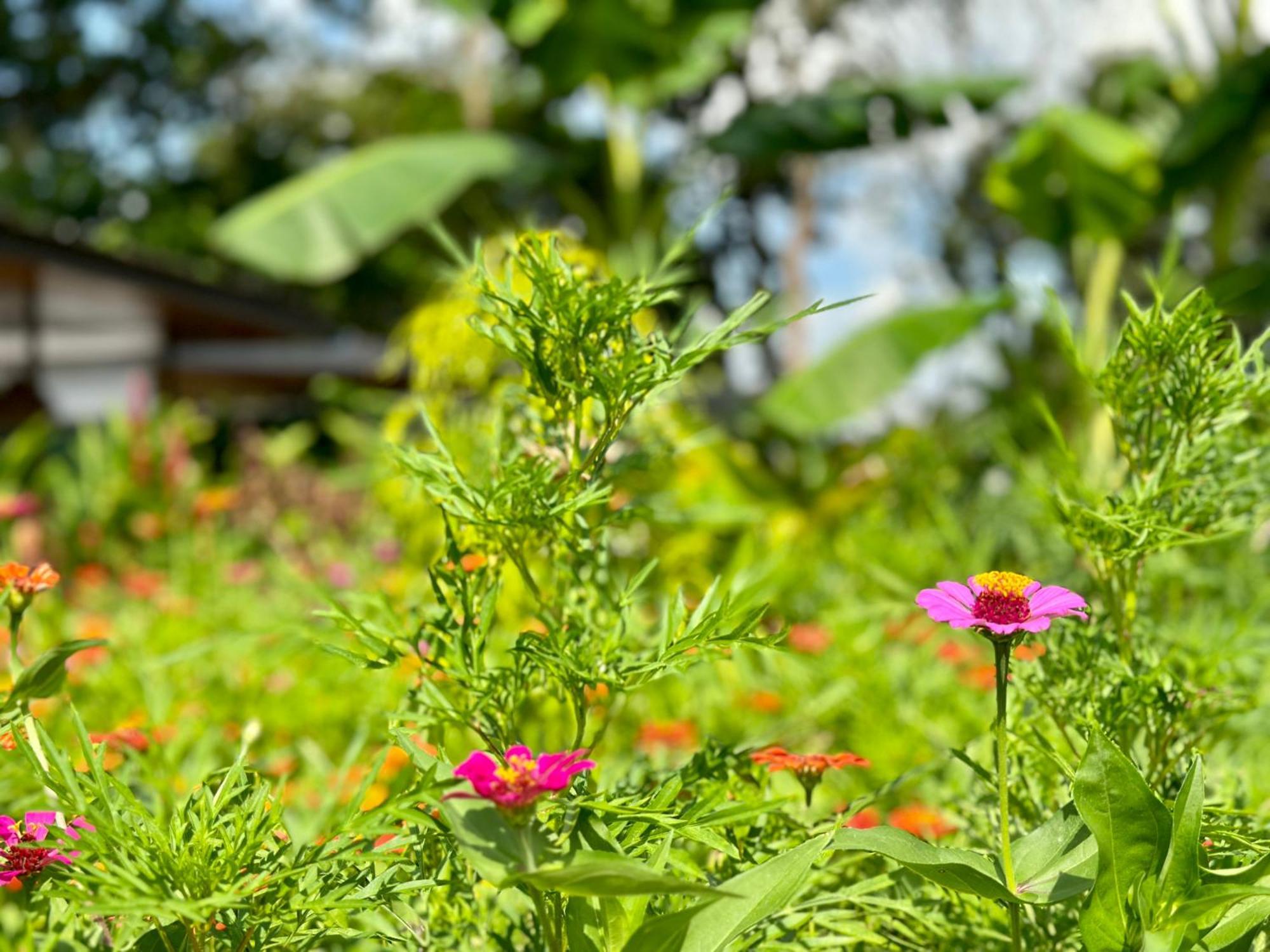 Almendros Eco-Villas La Fortuna Екстер'єр фото